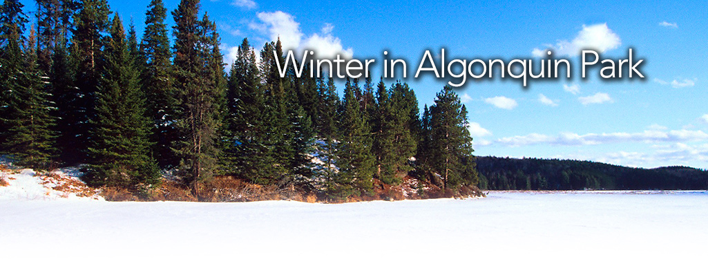 Winter in Algonquin Park